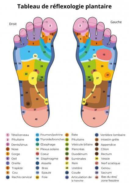 Tableau reflexologie plantaire